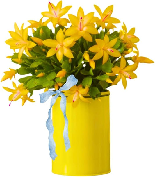 2 Christmas Cactus Plants Live, Starter Holiday Thanksgiving Cactus Plant for Indoor Outdoor Houseplants, Fasle Easter Cactus Plants Like, Cold Hardy, 5-9" in Tall, No Pot (Yellow)