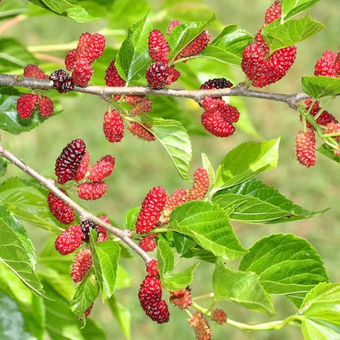 Mulberry Tree Live Plant, 5 to 8 Inch Tall, Sweet Mulberry Plant Live Seedling, No Pot, Edible Mulberries Fruit Tree Plant (Red Mulberry)