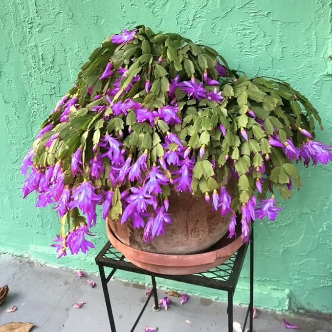 2 Christmas Cactus Plants Live, Starter Holiday Thanksgiving Cactus Plant for Indoor Outdoor Houseplants, Fasle Easter Cactus Plants Like, Cold Hardy, 5-9" in Tall, No Pot (Purple)