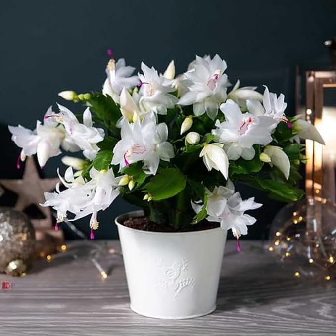 2 White Christmas Cactus Plants, Thanksgiving Cactus 3-6 Inch Tall, Winter Succulents Flowers Container Hanging Basket Indoor Outdoor Planting