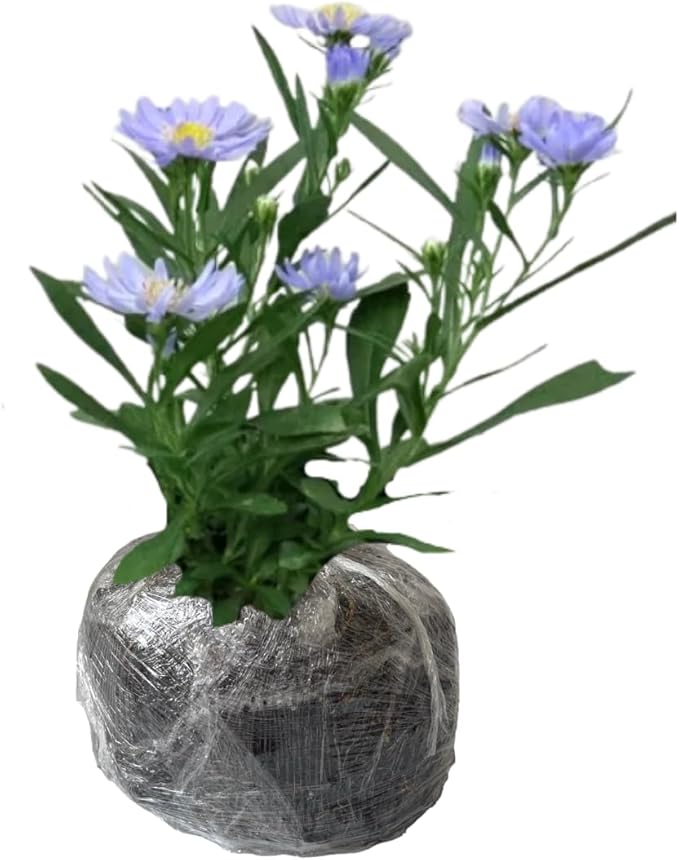 Live Aster Plant for Planting, Vibrant Blue Blooms 4-9 Inch Tall, Hardy and Perennial Aster, Ideal for Container and Outdoor Growing