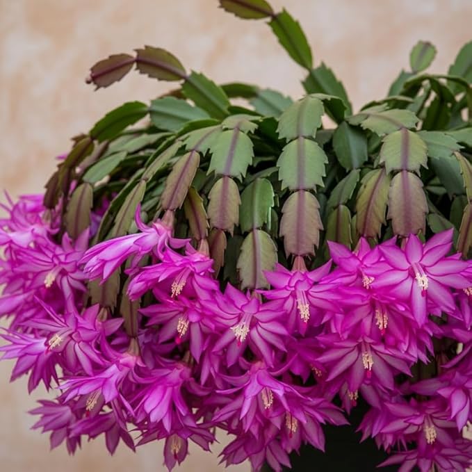 2 Christmas Cactus Plants Live, Starter Holiday Thanksgiving Cactus Plant for Indoor Outdoor Houseplants, Fasle Easter Cactus Plants Like, Cold Hardy, 5-9" in Tall, No Pot (Purple)