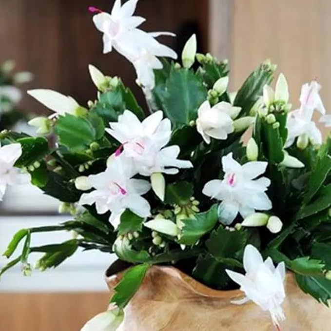 2 White Christmas Cactus Plants, Thanksgiving Cactus 3-6 Inch Tall, Winter Succulents Flowers Container Hanging Basket Indoor Outdoor Planting