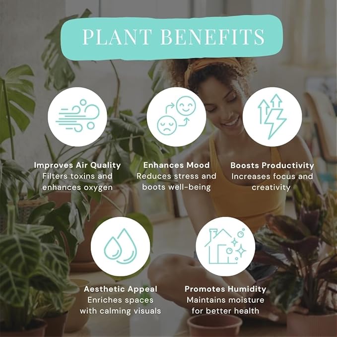 CoollectivePlants Calathea Stella – Live Calathea Plant in 6″ Grower’s Pot, Easy Low Maintenance Indoor Houseplant, Pet Friendly, Includes UniHeat Pack for Winter Protection