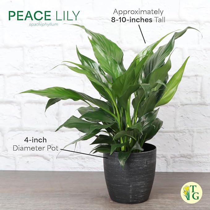 Thorsen's Greenhouse Live Peace Lily Plant, Spathyphylum, Low Light, Natural Air Purifier Live Indoor Plant, 4-6" Diameter Pot (Coffee, 4-inch Pot)
