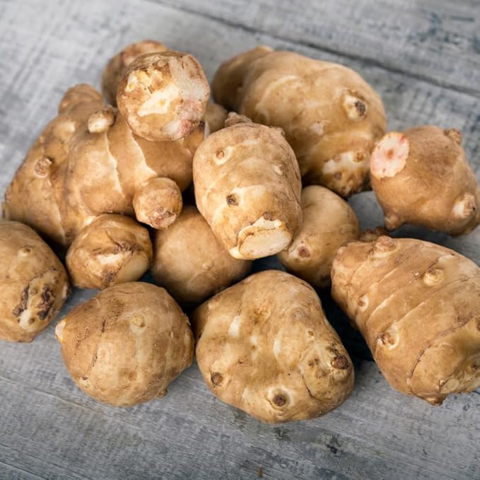 2 Lb Jerusalem Artichoke Live Tubers, Sunchoke Bulbs for Planting Gardening Indoor Outdoor