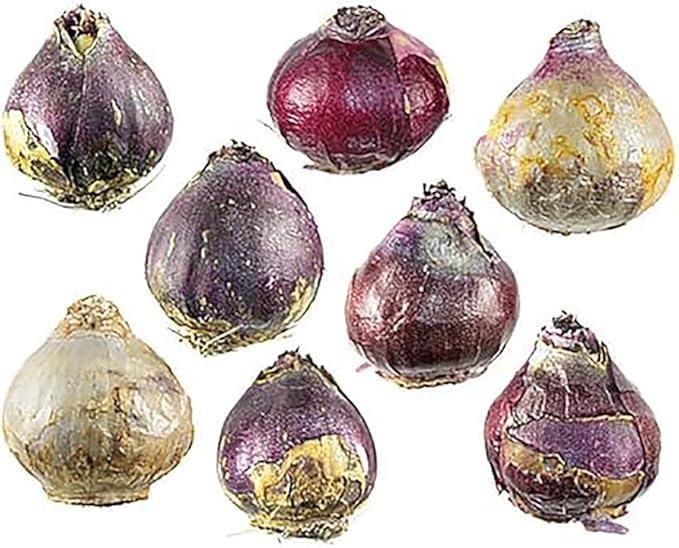 10 Aqua Hyacinth Bulbs - 16-17 cm, Beautiful Blue Blooms for Zones 4-10, Pre-Chilling Required for Zones 8-10 for Optimal Growth