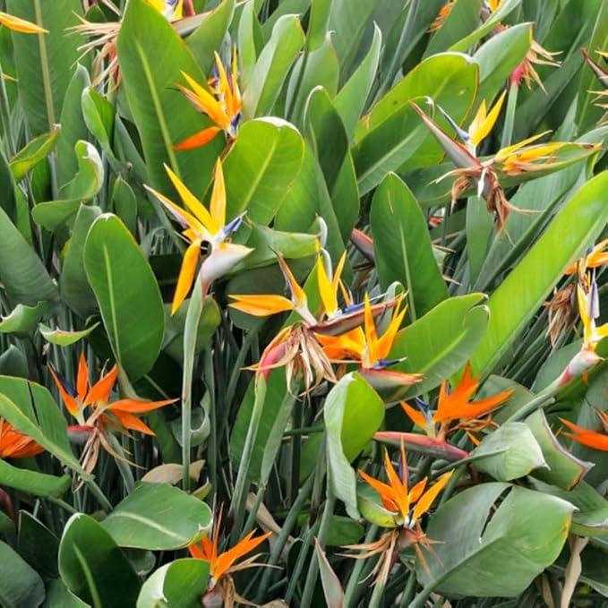 Bird of Paradise Plant Live, 5" to 12" Tall, Established Roots, Strelitzia Reginae Live Plant Houseplant Indoor Outdoor (Orange)