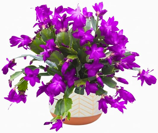 Christmas Cactus Plants Live, Thanksgiving Cactus Easter Cactus Like, 4-8 Inc Tall, Cold Hardy, Holiday Cactus for Indoor Outdoor Planting, Starter Size (Purple)