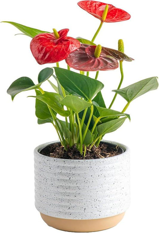 Costa Farms Anthurium, Flamingo Flower Live Plant in Decorative Pot, Air Purifying Flowering Indoor Houseplant, Home, Room, or Office Decor, House Warming or Birthday Gift, 10-14 Inches Tall