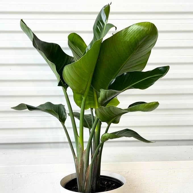 White Bird of Paradise Live Tropical Houseplant Ideal for Home or Office Decor (24-28 inches Tall) in 10 inch Grower Pot