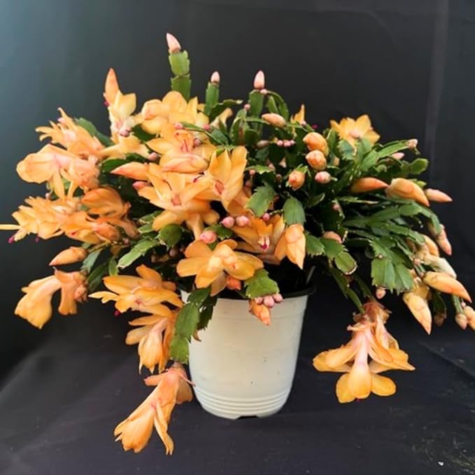 Yellow Peachy Thanksgiving Cactus Live Plant in 2" Pot, Holiday Christmas Cactus Plants Live, Winter Bloom, Indoor Planting