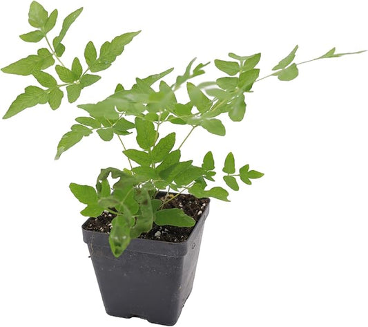 Greenwood Nursery: Live Perennial Plants - Royal Fern + Osmunda Regalis - [Qty: 3X 3.5 Pots] - (Click for Other Available Plants/Quantities)