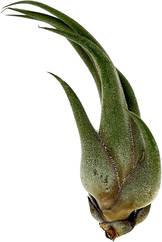 ragnaroc Air Plants - Tillandsia Seleriana, Large 4-6" - 2ct - Live Arrival Guaranteed - House Plants for Home Decor & Gift