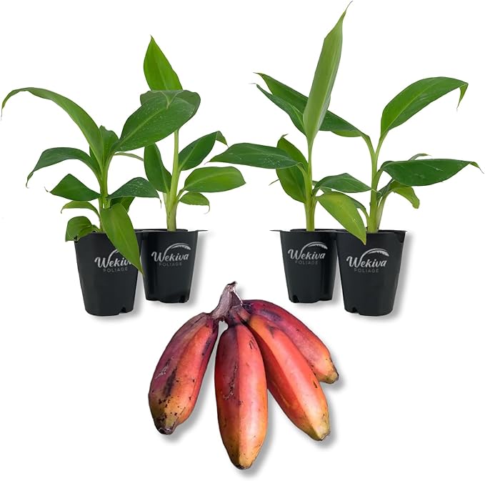 Sumatrana Banana Tree - 4 Live Starter Plants - Musa - Edible Fruit Bearing Tree for The Patio and Garden