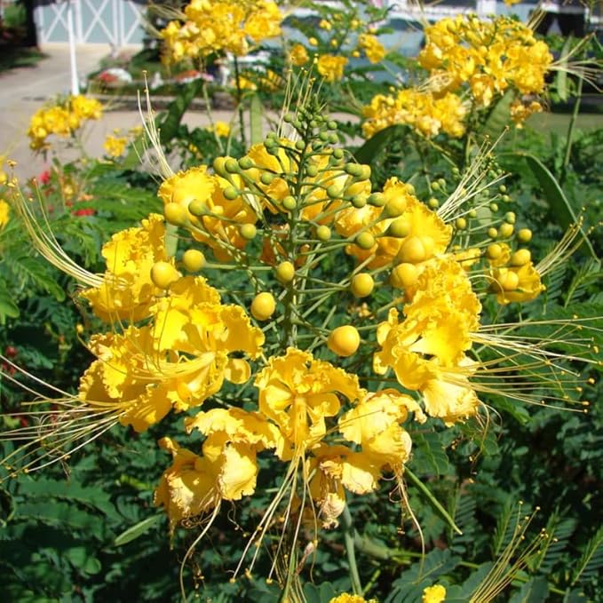 Yellow Mexican Bird of Paradise Plant Live, Pride of Barbados Dwarf Poinciana Tree in 4" Pot, 6 to 8 Inches in Tall
