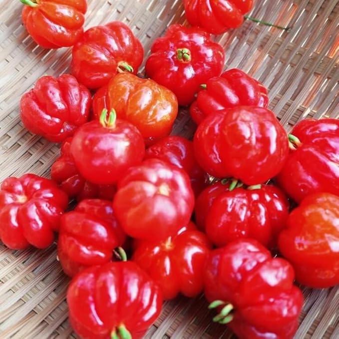 7 Months Old Surinam Cherry Tree Live Plant, Fast-Growing and High Yielding Sweet Fruit, Edible Fruit Bearing Tree for The Patio and Garden, No Pot, 4-8" in Tall