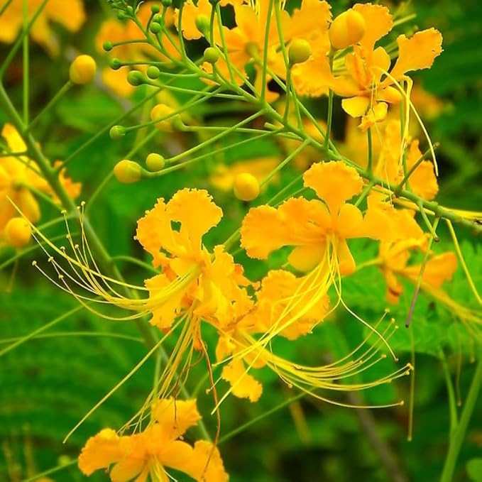 Yellow Mexican Bird of Paradise Plant Live, Pride of Barbados Dwarf Poinciana Tree in 4" Pot, 6 to 8 Inches in Tall