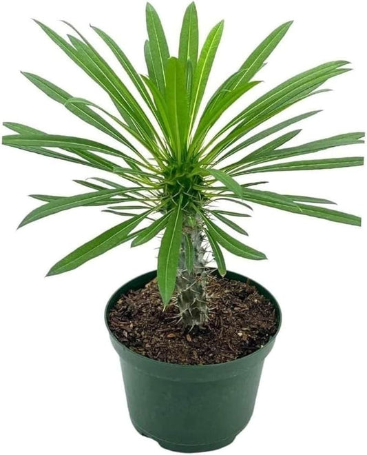 BubbleBlooms Madagascar Palm, Pachypodium Lamerei, in a 4 inch Pot