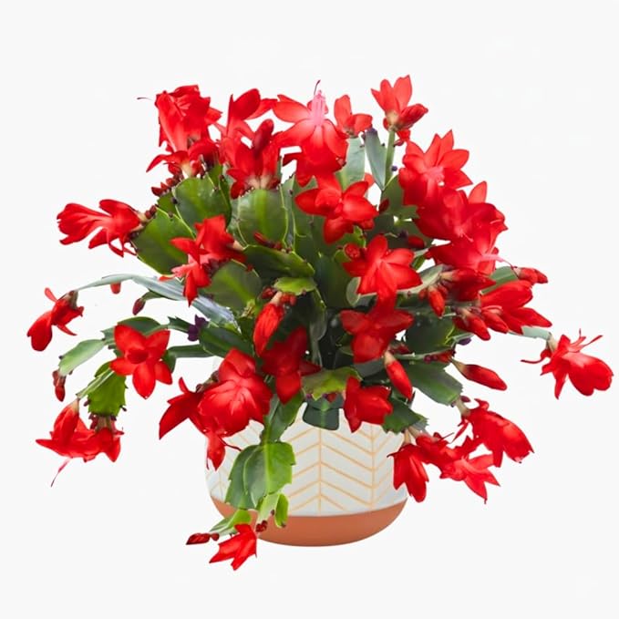 Christmas Cactus Plants Live, Thanksgiving Cactus Easter Cactus Like, 4-8 Inc Tall, Cold Hardy, Holiday Cactus for Indoor Outdoor Planting, Starter Size (Red)