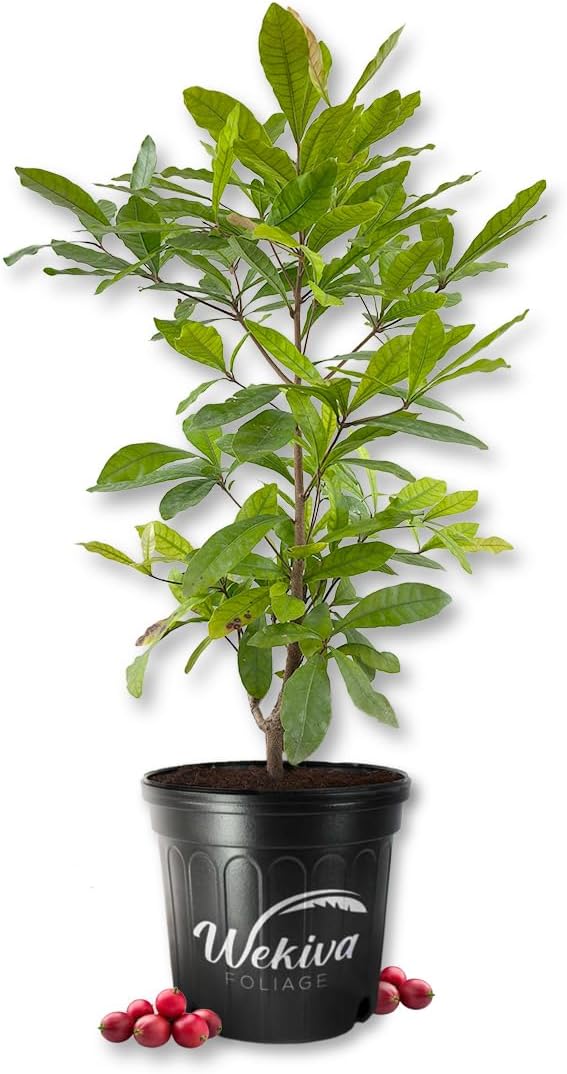 Miracle Fruit Tree - Live Plant in a 3 Gallon Growers Pot - Synsepalum Dulcificum - Beautiful Edible Fruit Bearing Tree for Patio and Garden