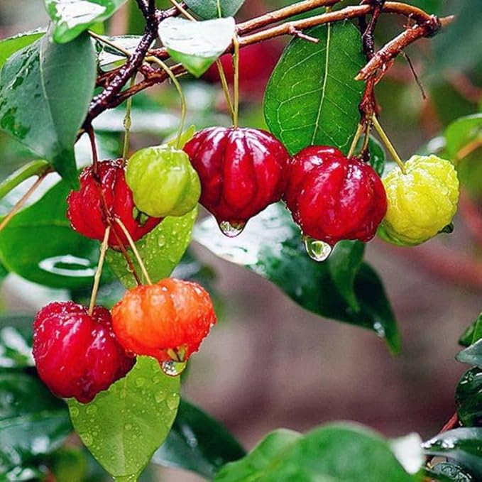 7 Months Old Surinam Cherry Tree Live Plant, Fast-Growing and High Yielding Sweet Fruit, Edible Fruit Bearing Tree for The Patio and Garden, No Pot, 4-8" in Tall