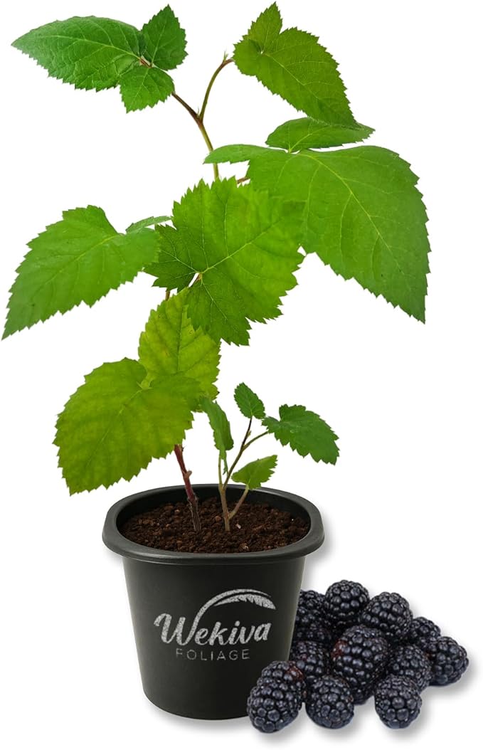 Galaxy BlackBerry Plant - 1 Live Starter Plant - Rubus - Edible Fruit Bearing Bush for Patio and Garden