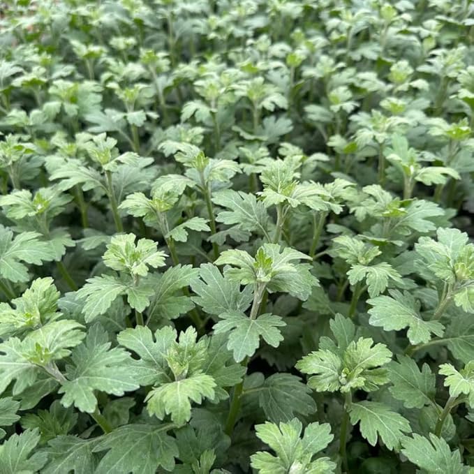 Pack 3 Pink Chrysanthemum Plants, Mums Plants Live, 3 to 6 Inch Tall Garden Mum Live Plant, Vibrant Fall Blooms, Hardy Chrysanthemum Flowers, No Pot