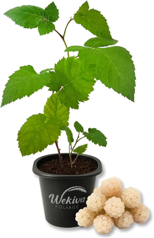 Snowbank White BlackBerry Plant - 1 Live Starter Plant - Rubus - Edible Fruit Bearing Bush for Patio and Garden