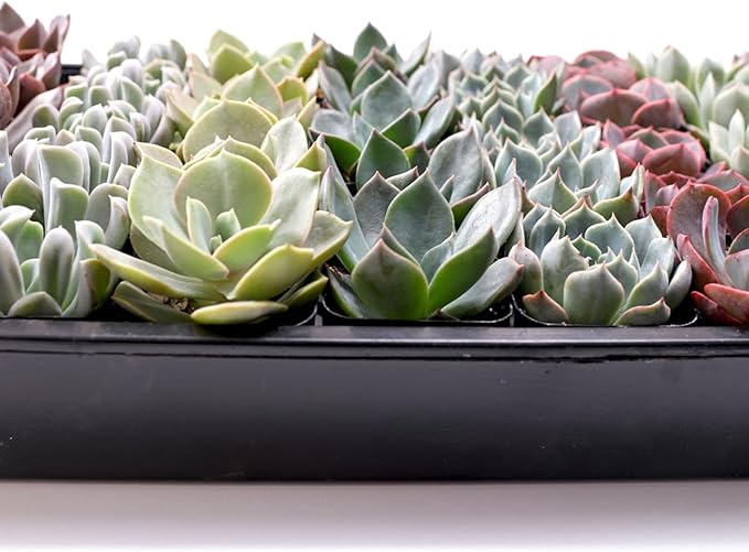 Mountain Crest Gardens Echeveria Succulent Bulk Pack - 50 Live Rosette Plants, 5 Each of 10 Varieties, Rooted in 2 Inch Pots - Succulents for Arrangements, Decor & DIY Projects