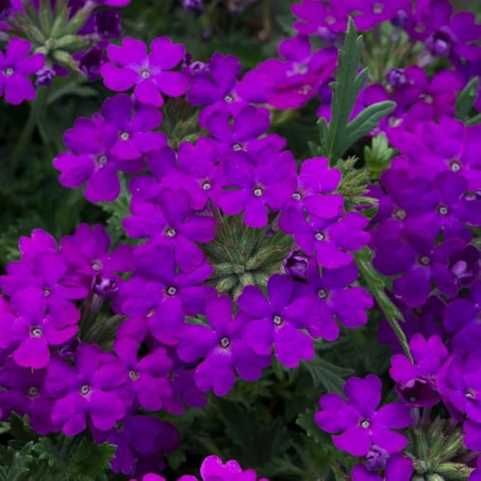 3 Trailing Perennial Purple Verbena Plants, 6-10 Inches Tall Verbena Bushes Shrubs, Well Rooted in Pot