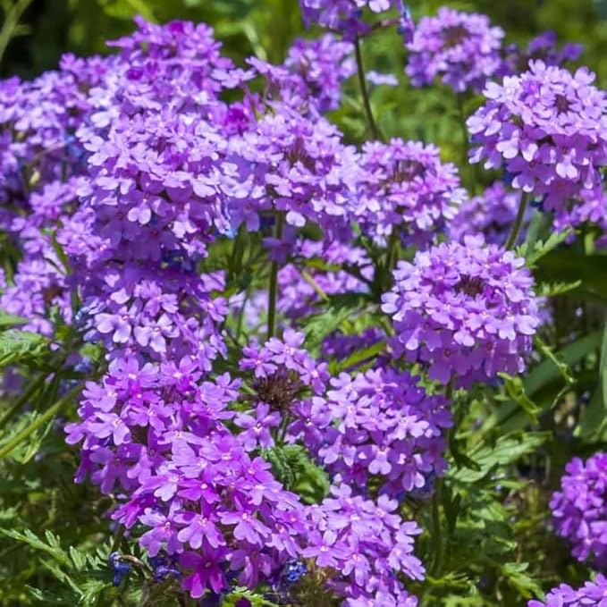 3 Trailing Perennial Purple Verbena Plants, 6-10 Inches Tall Verbena Bushes Shrubs, Well Rooted in Pot