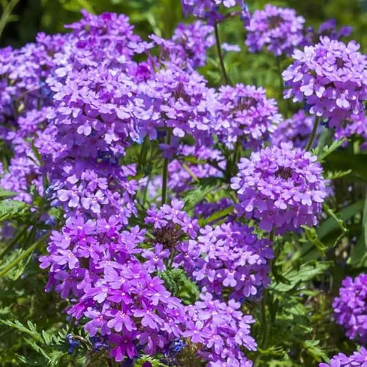 3 Trailing Perennial Purple Verbena Plants, 6-10 Inches Tall Verbena Bushes Shrubs, Well Rooted in Pot