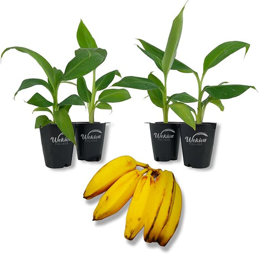 Basjoo Banana Tree - 4 Live Starter Plants - Musa - Edible Fruit Bearing Tree for The Patio and Garden