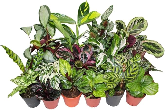 CoollectivePlants Calathea Plant Live in 4" Nursery Pot (4-Pack) – Assorted Easy Care Indoor Houseplants, Starter Plants for Beginners, Includes UniHeat Pack for Winter Protection