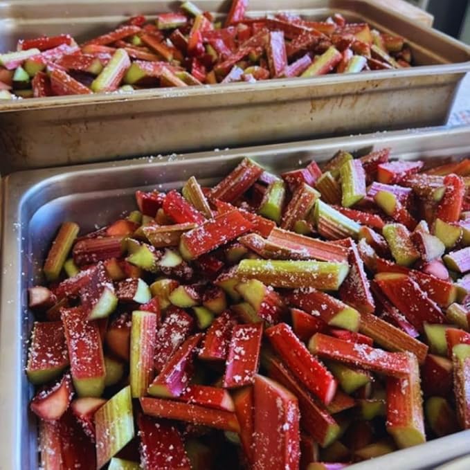 3 Rhubarb Plants Roots for Planting, Rhubarb Plants Live Roots for Planting Gardening Outdoor Indoor, 3 to 5 Inc Tall