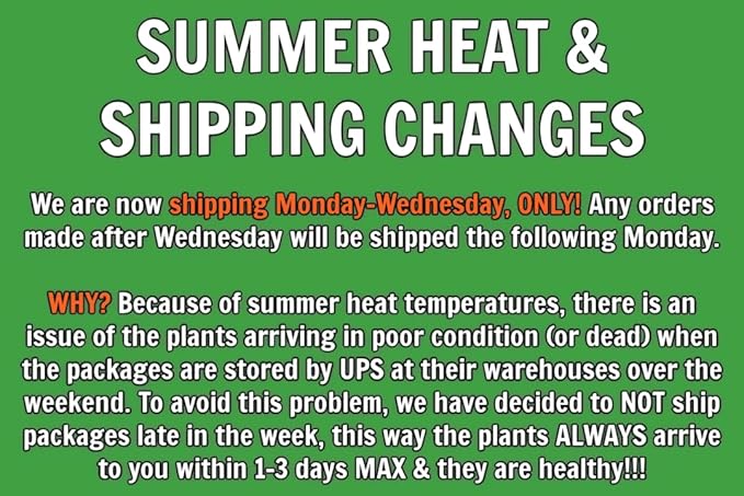 Greenwood Nursery: Live Perennial Plants - Autumn Brilliance Fern + Dryopteris Erythrosora - [Qty: 2X Pint Pots] - (Click for Other Available Plants/Quantities)