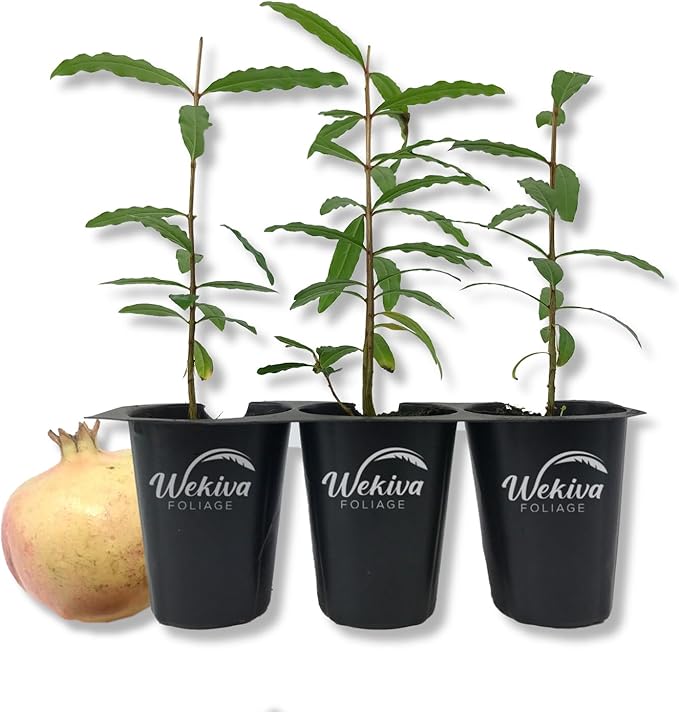 Azadi Pomegranate Tree - 3 Live Starter Plants - Edible Fruit Bearing Tree for The Patio and Garden