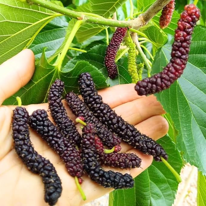 Mulberry Tree Live Plant, 5 to 8 Inch Tall, Sweet Mulberry Plant Live Seedling, No Pot, Edible Mulberries Fruit Tree Plant (Pakistan Mulberry)