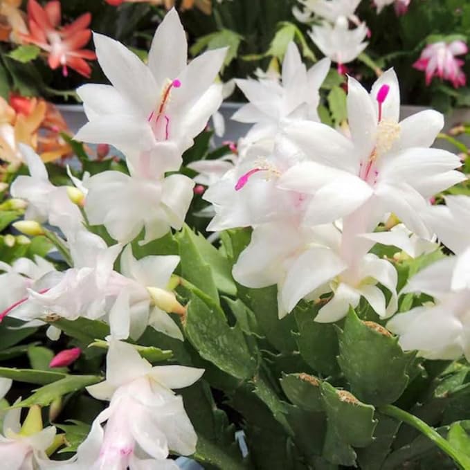 2 Christmas Cactus Plants Live, Starter Holiday Thanksgiving Cactus Plant for Indoor Outdoor Houseplants, Fasle Easter Cactus Plants Like, Cold Hardy, 5-9" in Tall, No Pot (White)