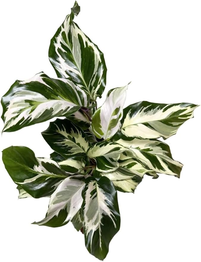CoollectivePlants Calathea Stella – Live Calathea Plant in 6″ Grower’s Pot, Easy Low Maintenance Indoor Houseplant, Pet Friendly, Includes UniHeat Pack for Winter Protection