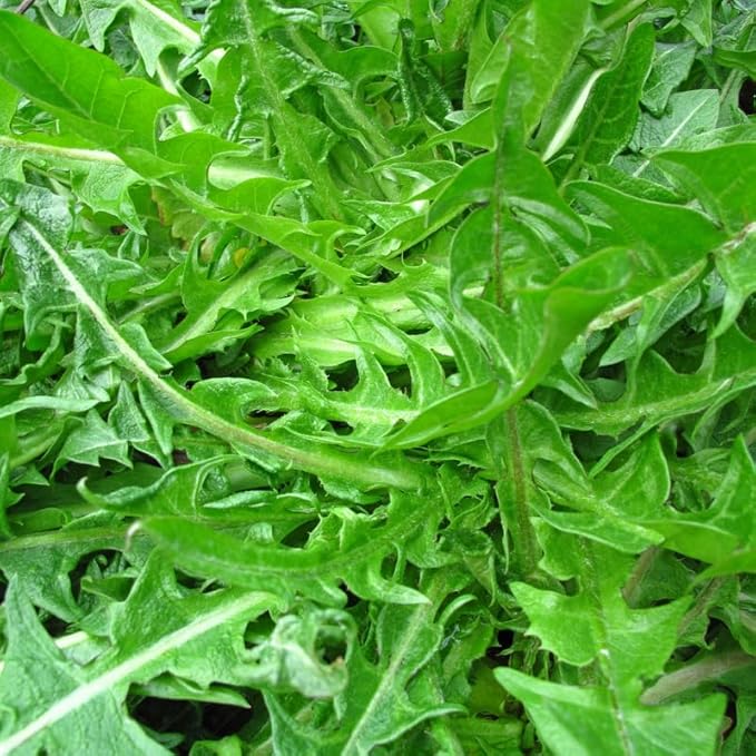 Dandelion Plants Live in 4 Inch Pot, Dandelion Plant, Dandelion Starter Plant for Outdoor Garden, Yellow Dandelion Plants