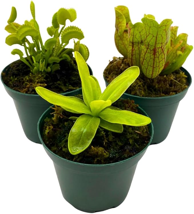BubbleBlooms Carnivorous Assortment in 3 inch Pots Set of 3