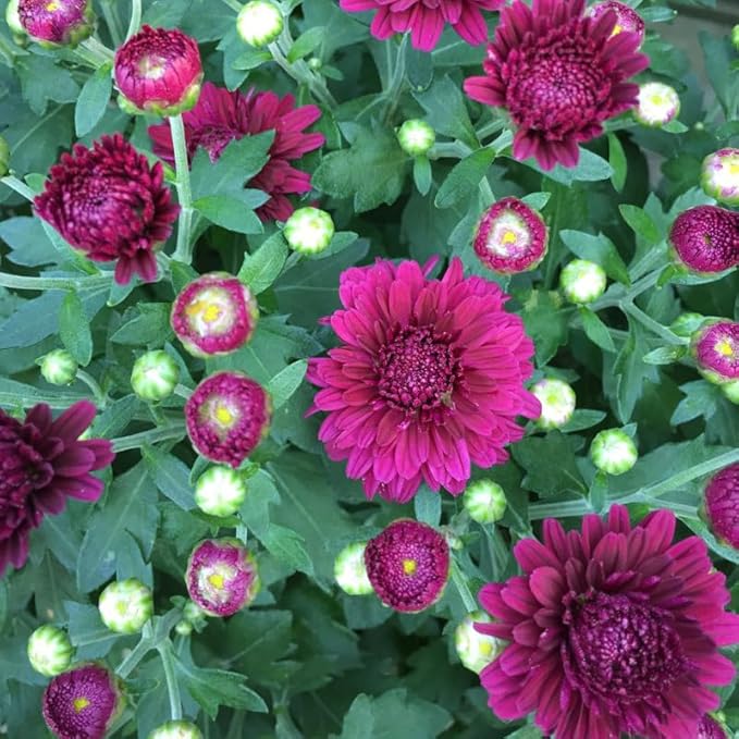 Purple Chrysanthemum Plant, Set 2 Purple Mums Plants Live, Hardy Perennial Mum Live Plant, 3 to 6 Inch Tall Garden Mum Starter Plants for Garden Beds, Containers, Vibrant Fall Blooms, No Pot