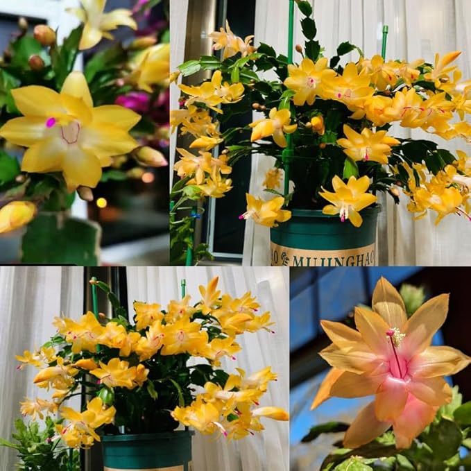 Yellow Christmas Cactus Plant, 3-6" Tall Colorful Holiday Cactus Houseplant Easy Care Tropical Flowering Succulent Live Plants, Well Rooted, No Pot