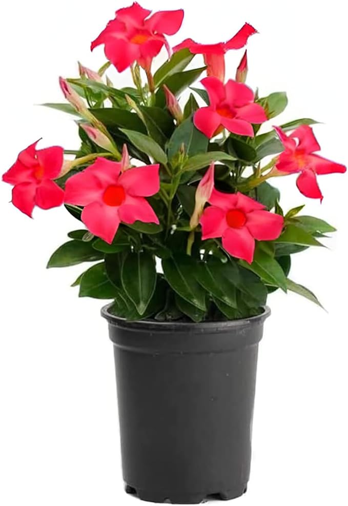 American Plant Exchange Dipladenia Bush 'Red', 6-Inch Pot, Continuous Blooms, Easy-to-Care Live Plant for Indoor & Outdoor Use, Flowering Shrub Perfect for Landscapes, Container Gardens & Patios