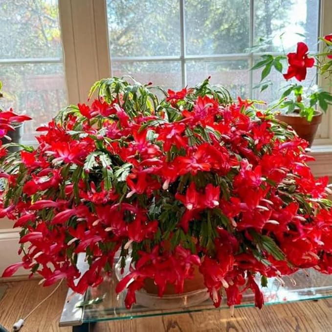 Red Christmas Cactus Plant, 3-6" Tall Colorful Holiday Cactus Houseplant Easy Care Tropical Flowering Succulent Live Plants, Well Rooted, No Pot