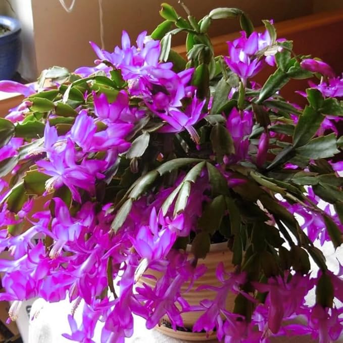 2 Christmas Cactus Plants Live, Starter Holiday Thanksgiving Cactus Plant for Indoor Outdoor Houseplants, Fasle Easter Cactus Plants Like, Cold Hardy, 5-9" in Tall, No Pot (Purple)