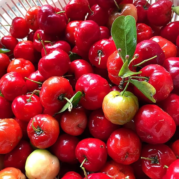 7 Months Old Barbados Cherry Tree Live Plant, Fast-Growing and High Yielding Sweet Fruit, Edible Fruit Bearing Tree for The Patio and Garden, No Pot, 4-8" in Tall