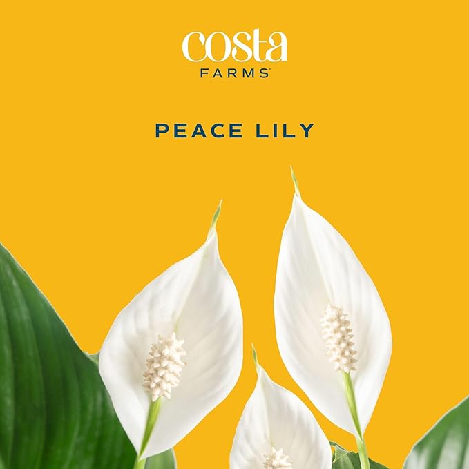 Costa Farms Peace Lily Live Plant in Decorative Plant Pot, Air Purifying Flowering Indoor Houseplant, Perfect for Home, Room, or Office Decor, Great House Warming or Birthday Gift, 14-24 Inches Tall
